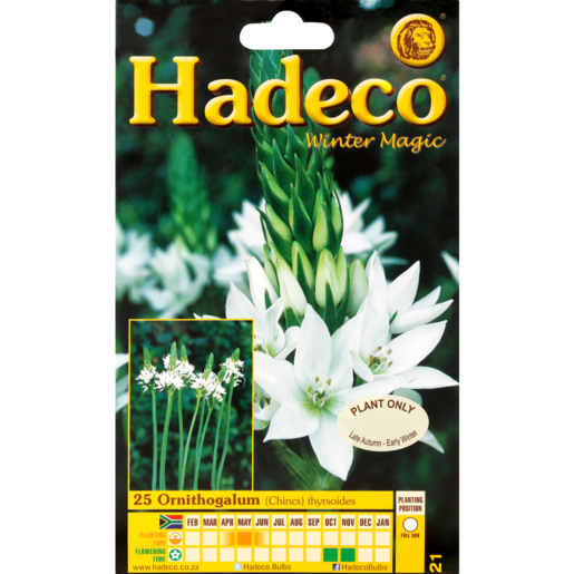 Hadeco Large Ornithogalum Bulbs 20 Pack