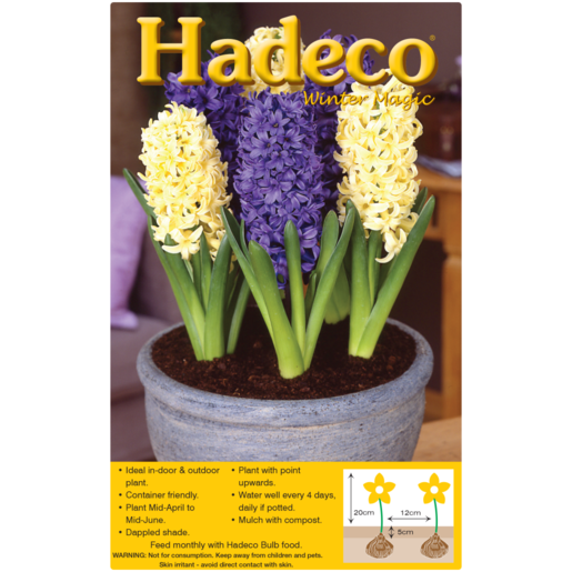 Hadeco Mixed Hyacinth Bulbs 4 Pack
